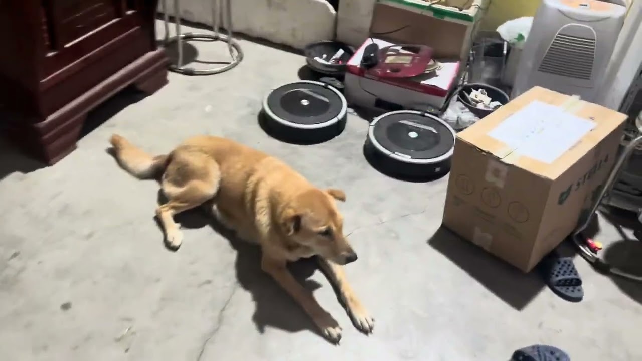Video hàng thập Cẩm cho anh em lựa 0949.2468.26