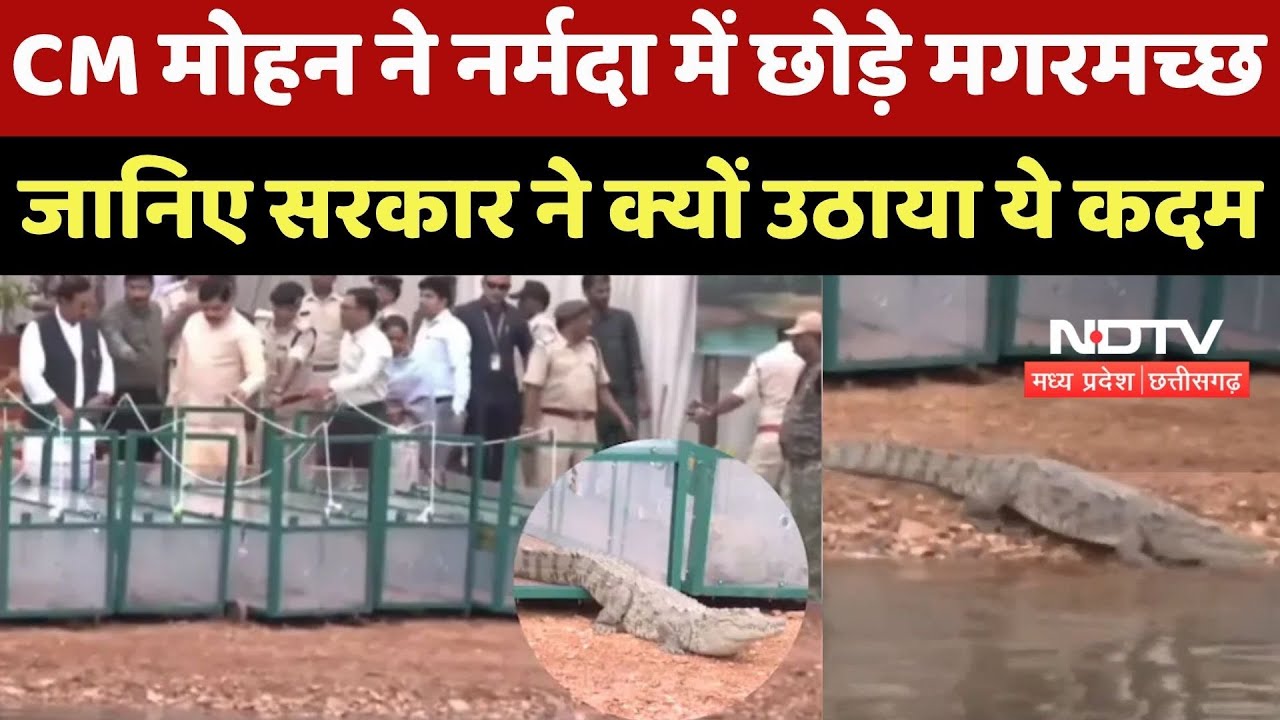 Khandwa News : CM Mohan Yadav ने Narmada River में छोड़े Crocodile, जानिए क्यों उठाया ये कदम | MP