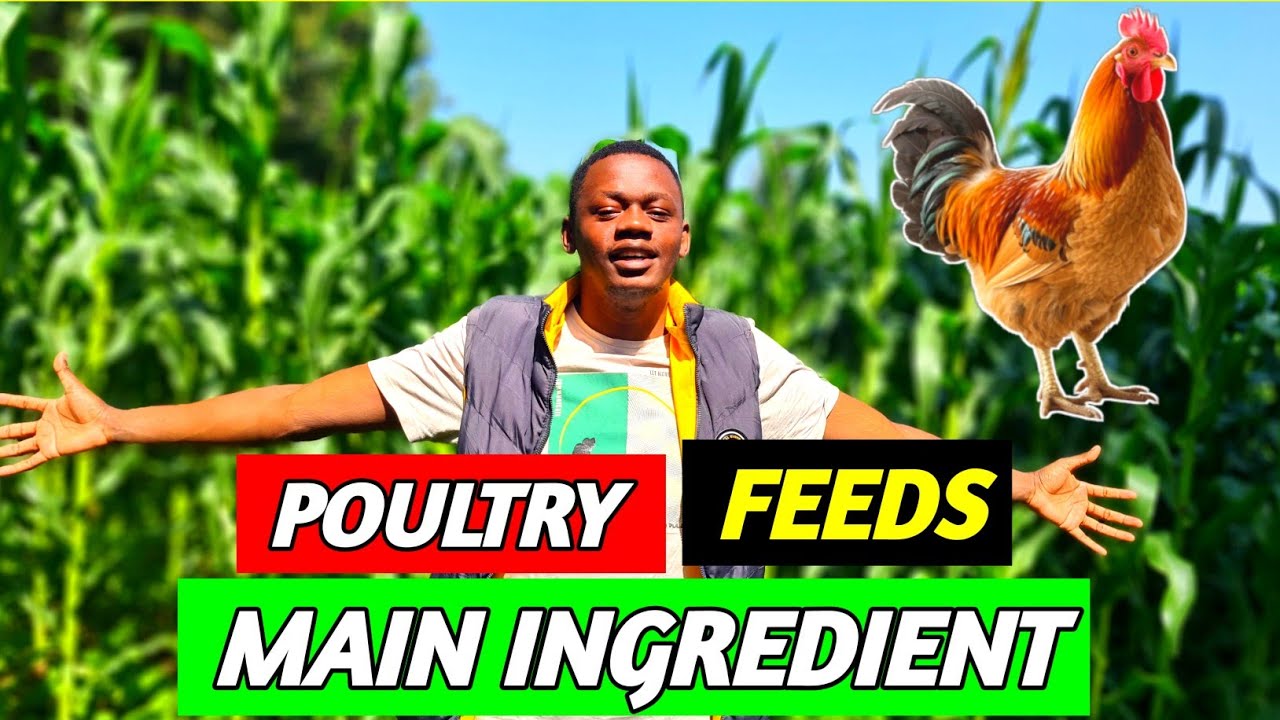 WHY MAIZE IS IMPORTANT IN POUKTRY FARMING