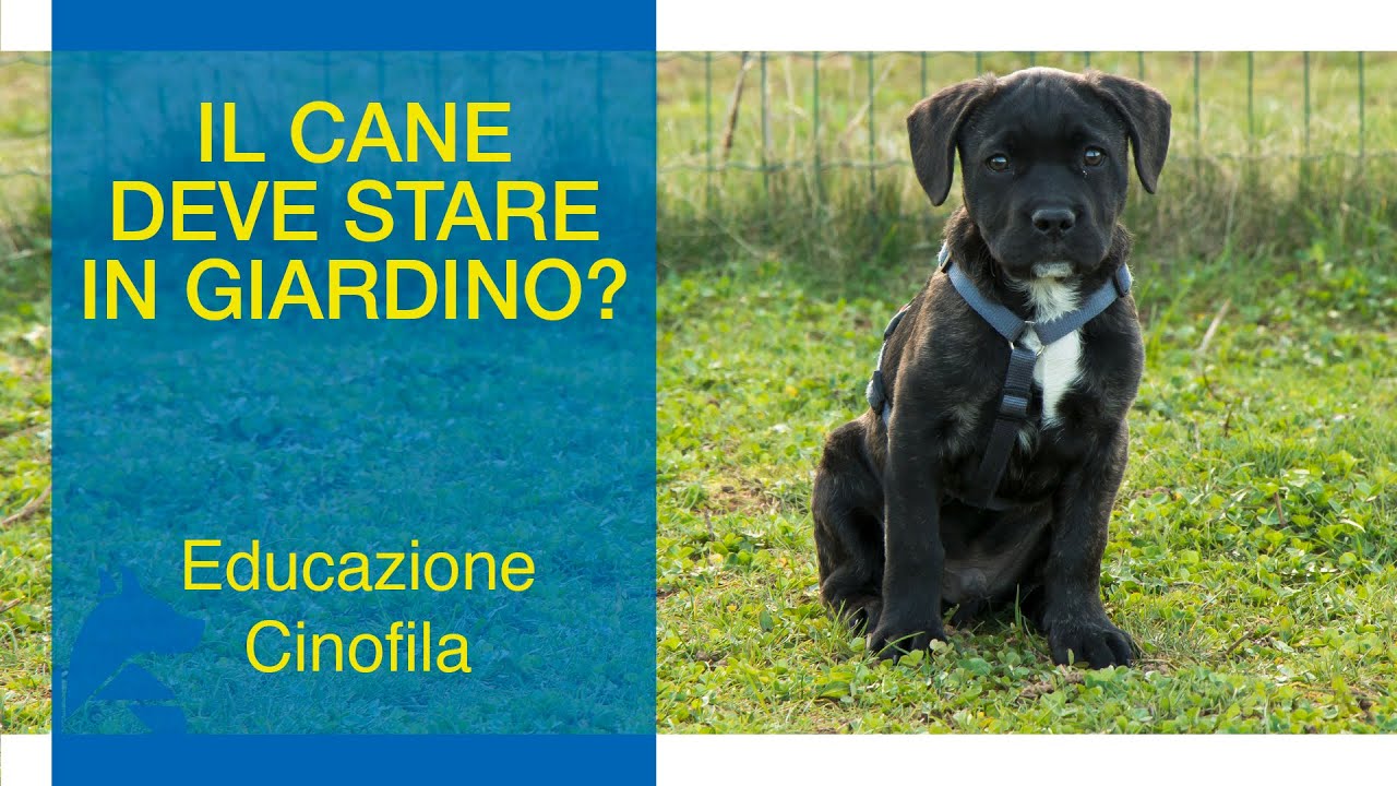Il Cane deve stare in GIARDINO?