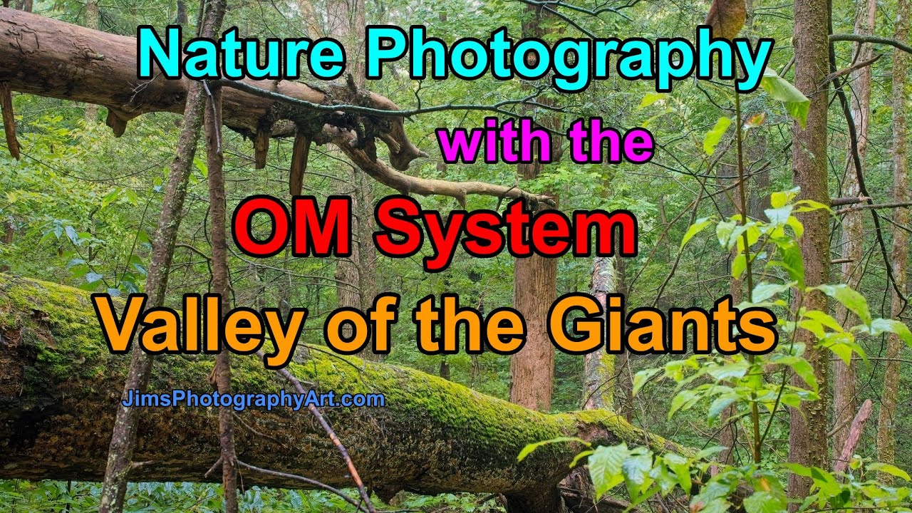 Nature Photography With The Om System, The Valley Of The Giants