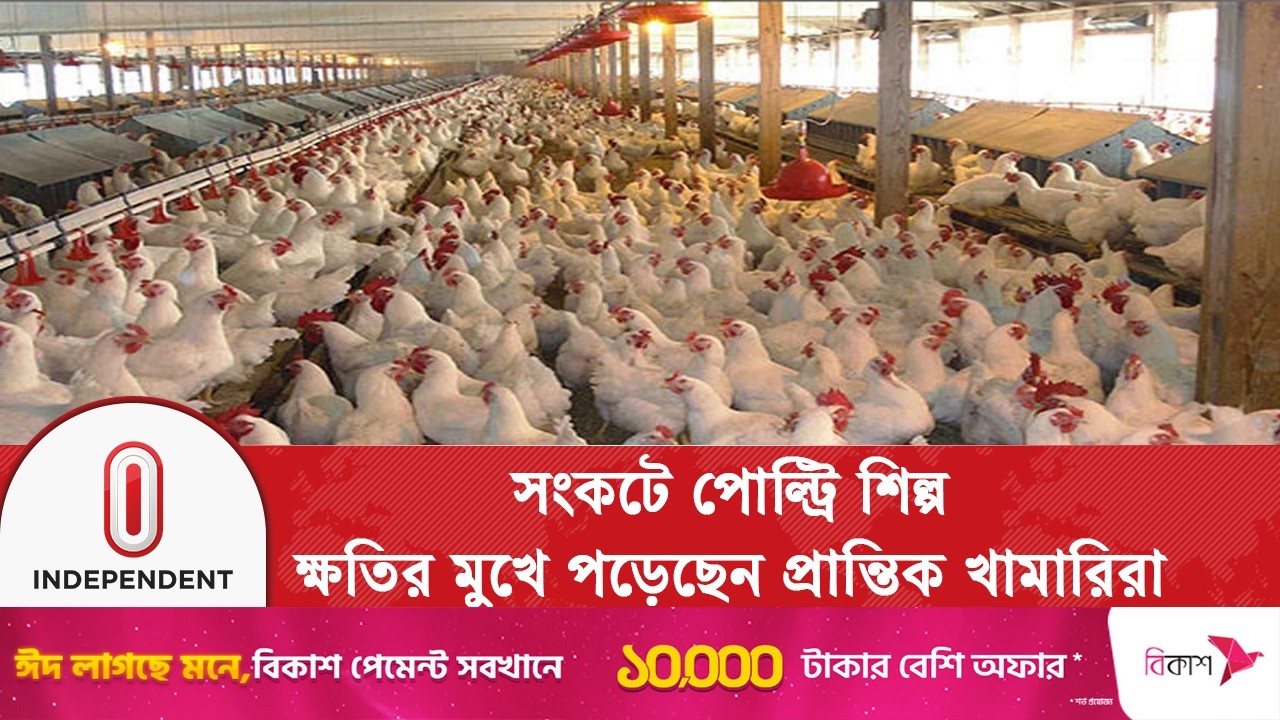 পোল্ট্রি শিল্পের ক্ষুদ্র খামারিদের সুরক্ষা না দিলে ঝুঁকিতে গ্রামীণ অর্থনীতি | Independent TV