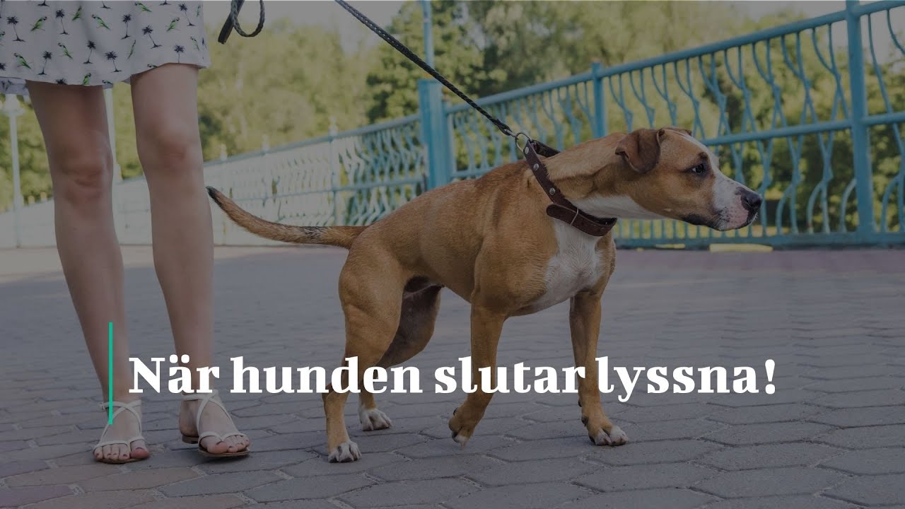 När hunden slutar lyssna