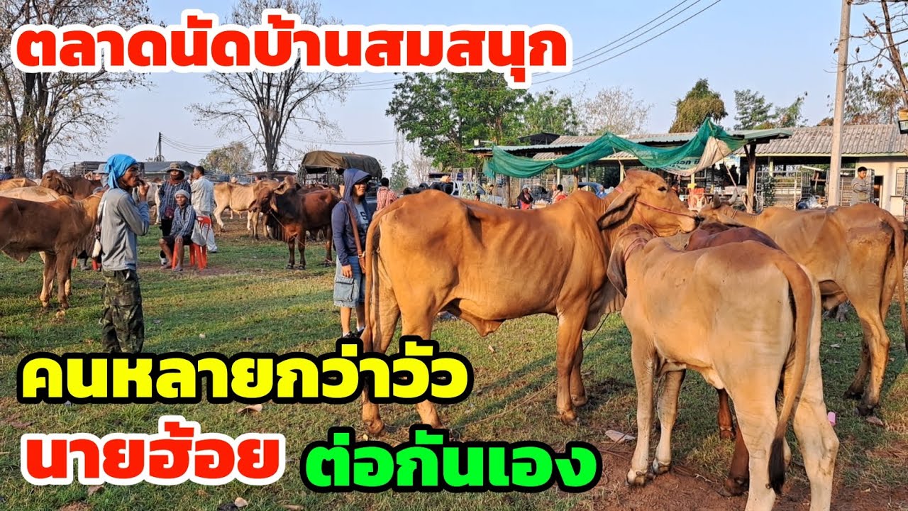 ตลาดนัดบ้านสมสนุก คนหลายกว่าวัว นายฮ้อยต่อกันเอง...