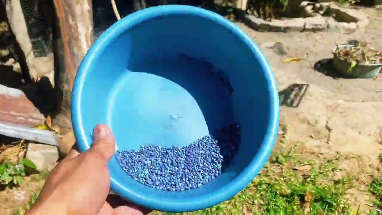 Acá les comparto este video de mis arbolitos frutales! #ideas ##