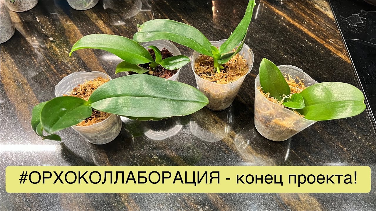 Азиатские подростки-уценки спустя 4 месяца - что с ними стало? 🧐🥹