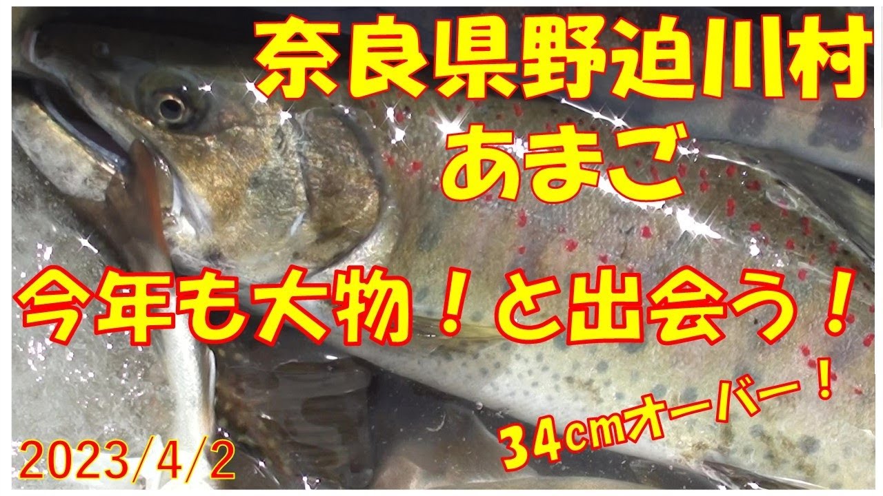 2023/4/2　奈良県野迫川村【あまご釣り】釣れたらいいね！なんちゃんチャンネル