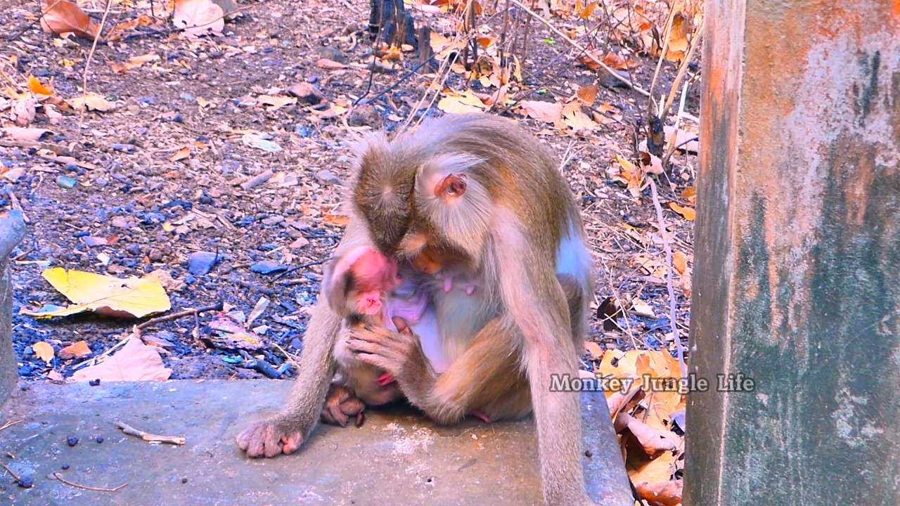 Heartbreaking! Rosyta won’t allow baby Rosco to feed.