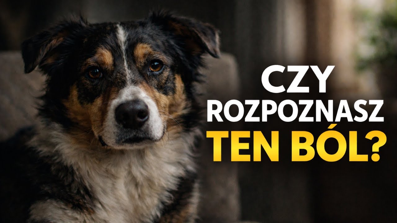 Pies w bólu często milczy. Te sygnały łatwo przeoczyć
