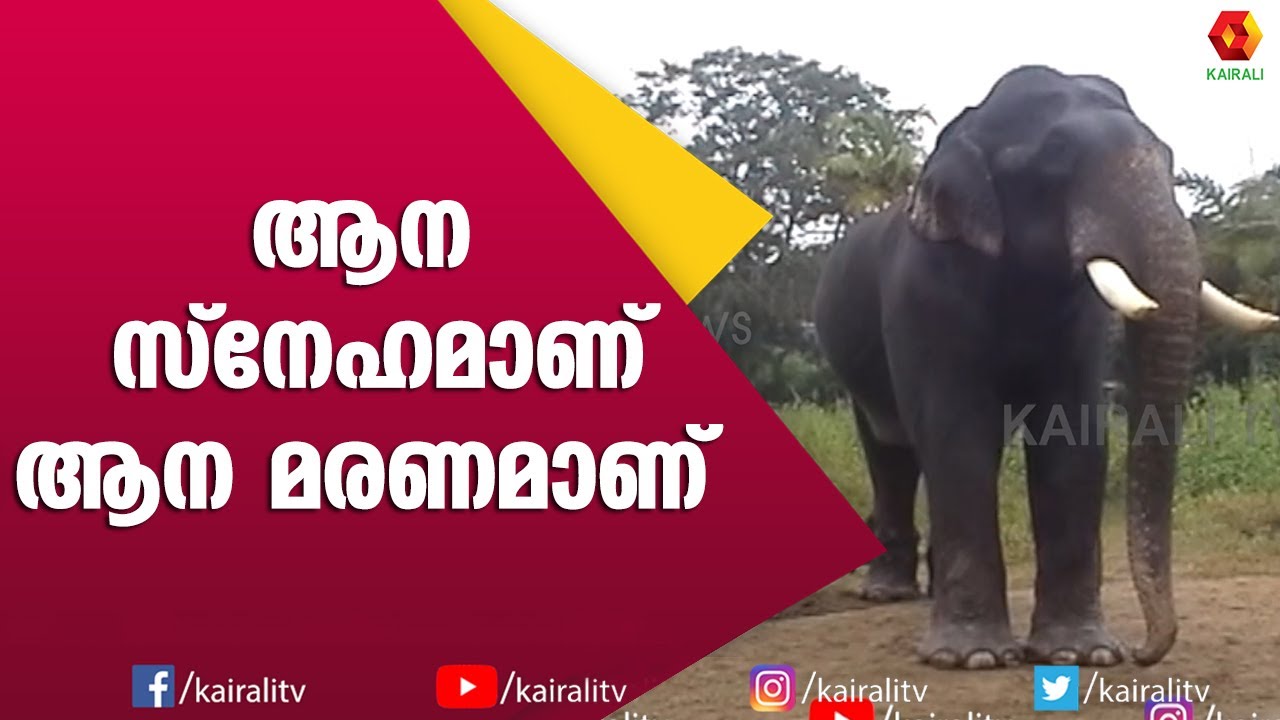 ആനപ്പാപ്പാന്മാരിൽ ആൺപിറപ്പായ സാജൻ || E for Elephant || Sajan Elephant || Kairali TV