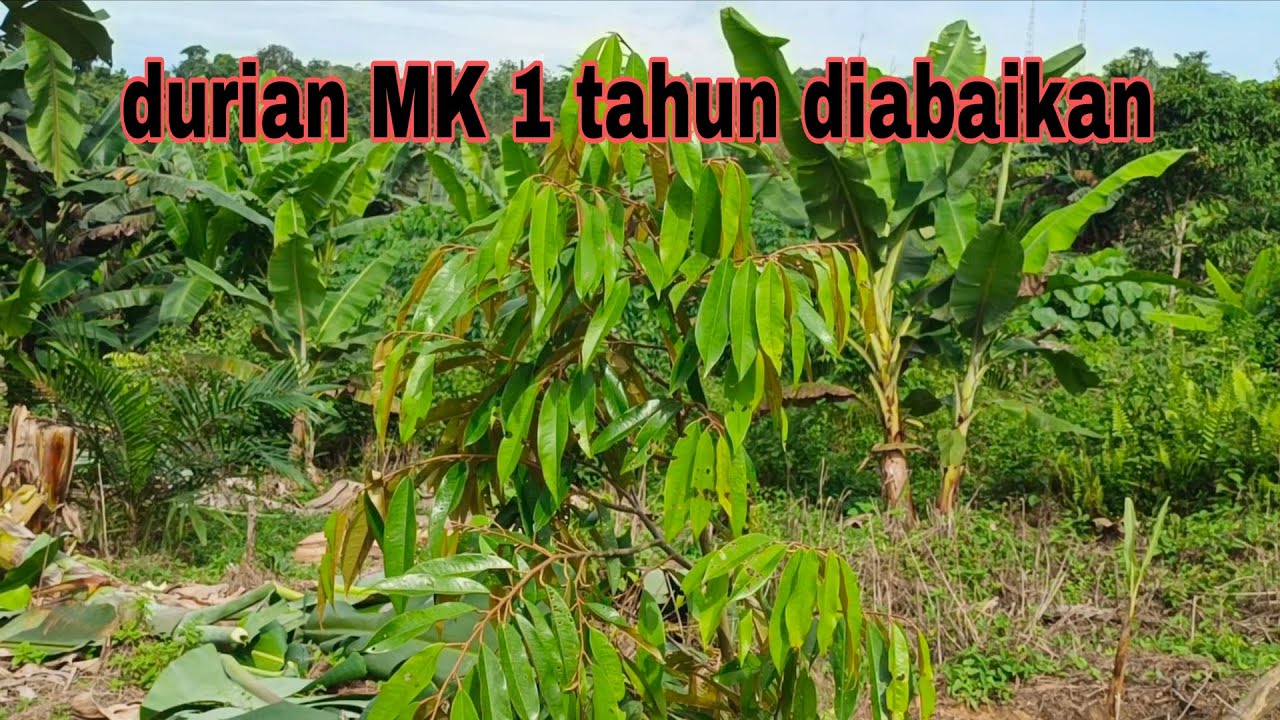 Tanam durian musang king 1 tahun tanpa siram, pupuk dll 