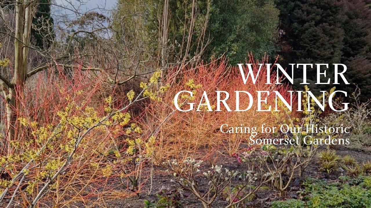 Winter Gardening at The Bishop’s Palace | Caring for Our Somerset Gardens