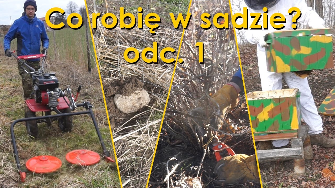 Co robię w sadzie? Kosiarka rotacyjna, pszczoły, stara odmiana agrestu. Odc. 1