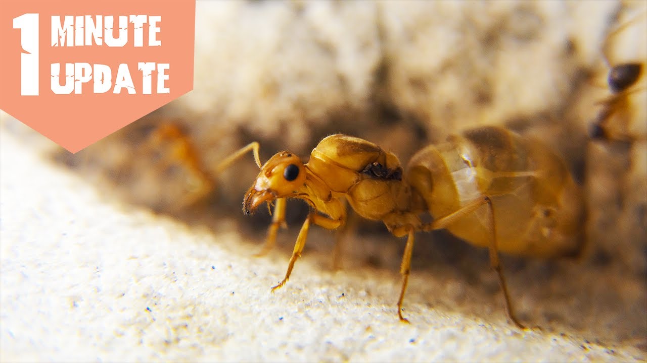 One Minute Update - Myrmecocystus mexicanus
