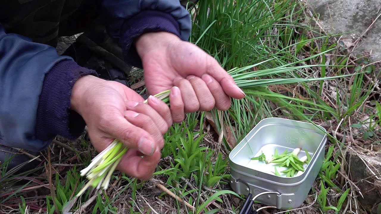 河原の食用野草採りと漬けヤリイカの春パスタ