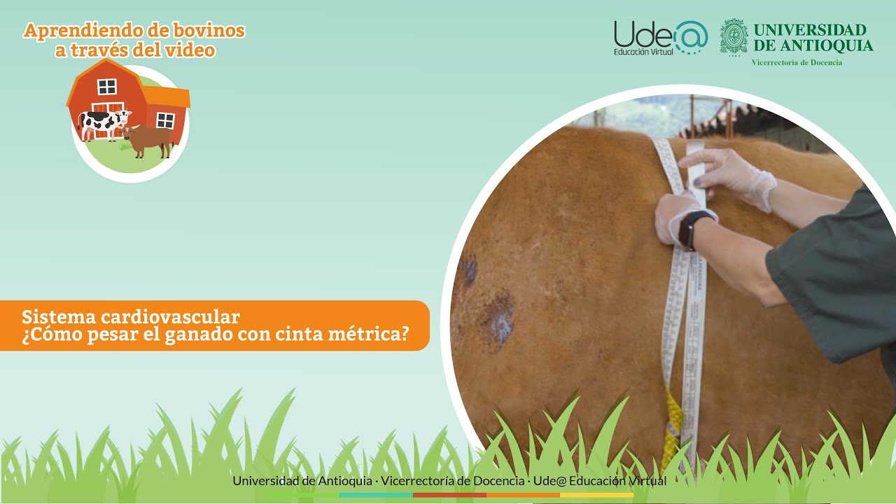 sistema cardiovascular ¿Cómo pesar el ganado con cinta métrica?