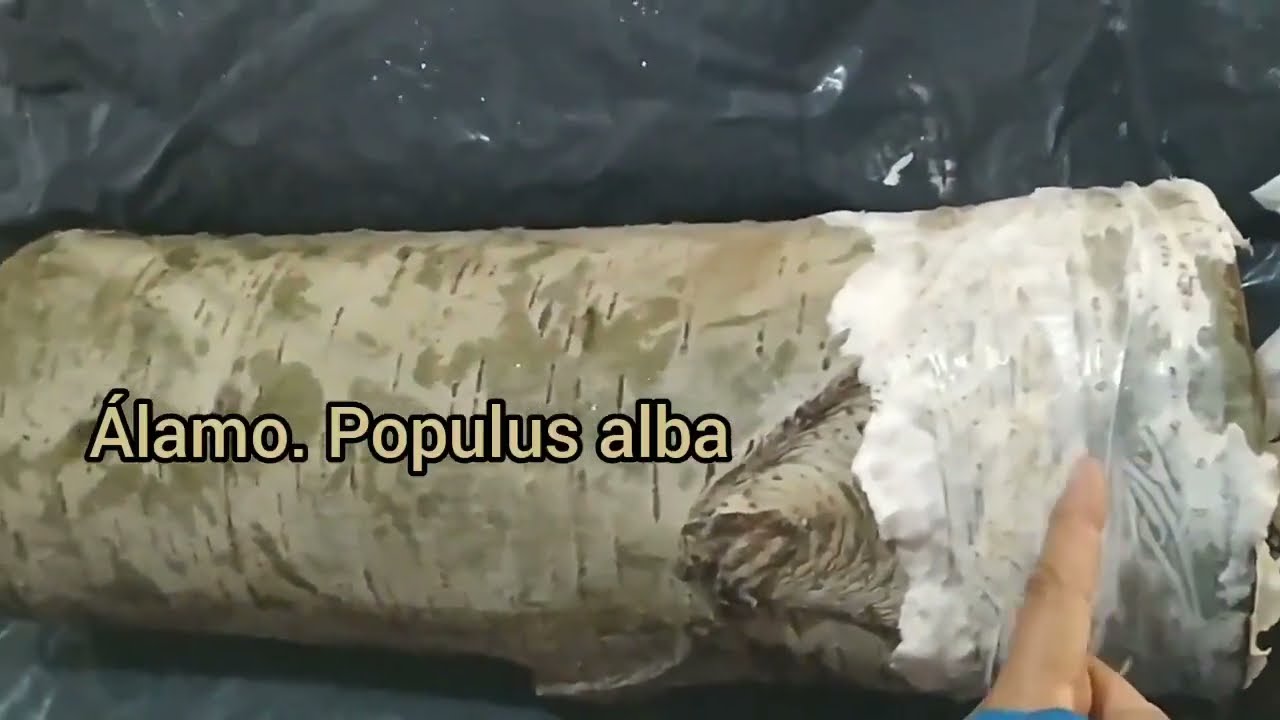 24🍄 👉 🌳HONGOS en TRONCOS: a 15 días de su inoculción con micelio de Pleurotus girgola,orellana, seta