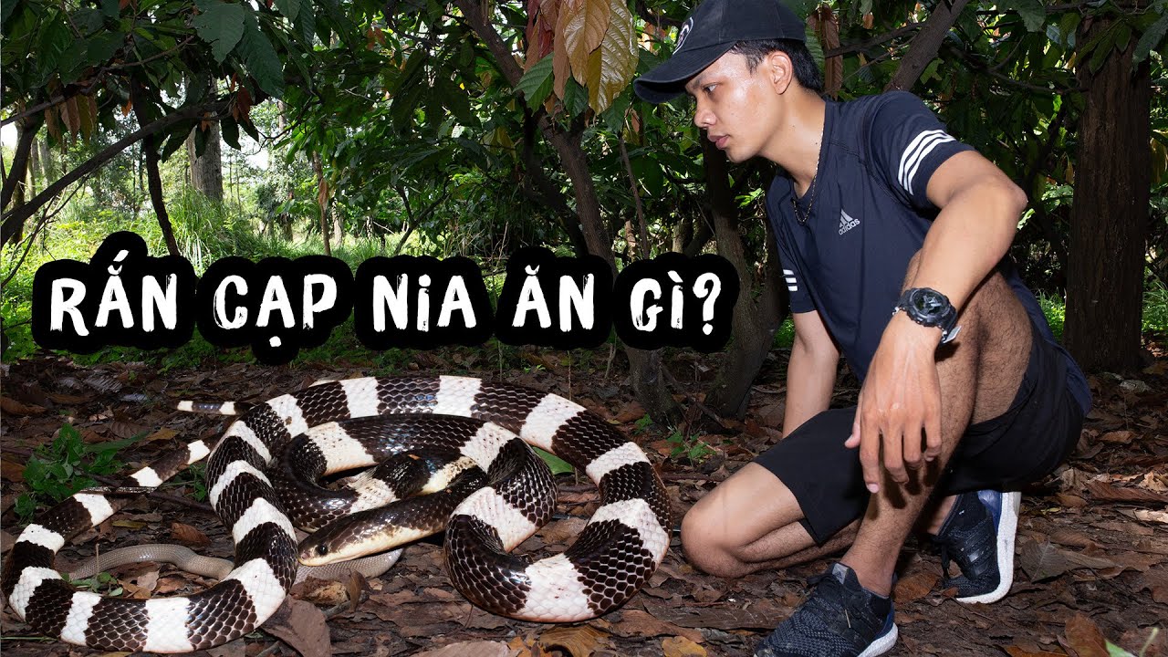 Cạp Nia Săn Mồi | Mưa đầu mùa là lúc Rắn Trắng Đen ra nhiều