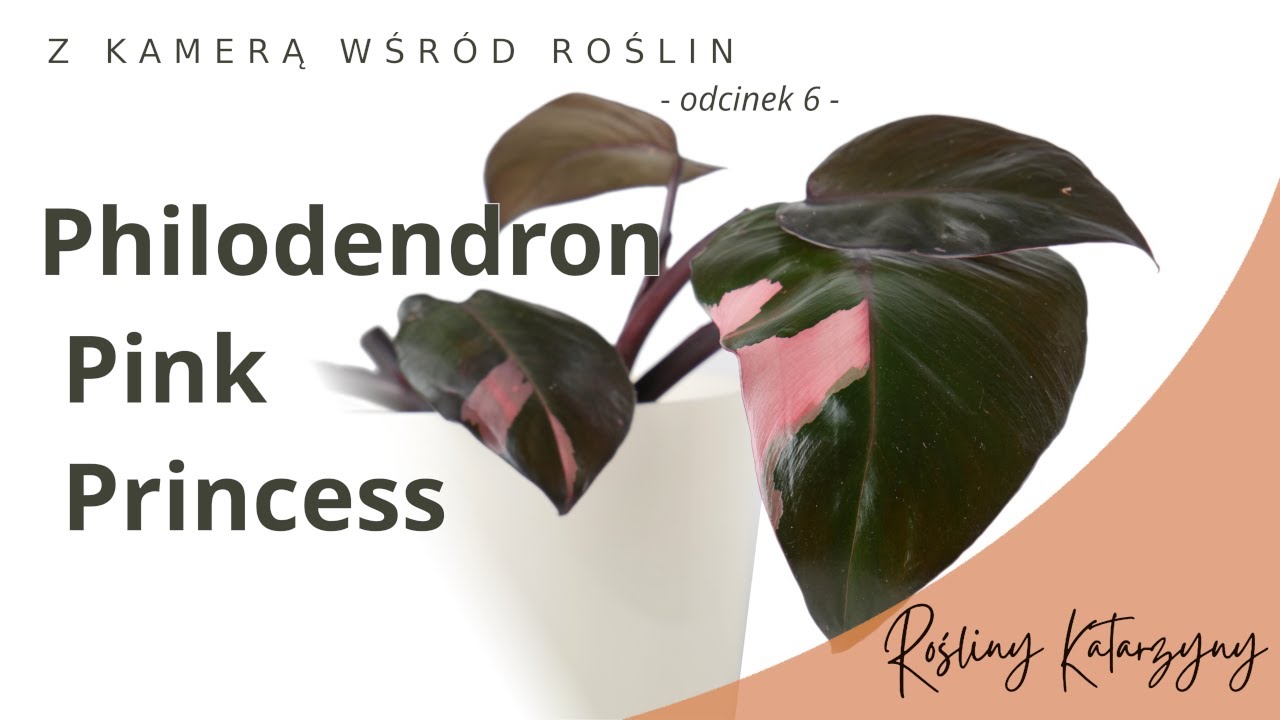 Philodendron Pink Princess (Filodendron) - 🪴 ZKWR 6