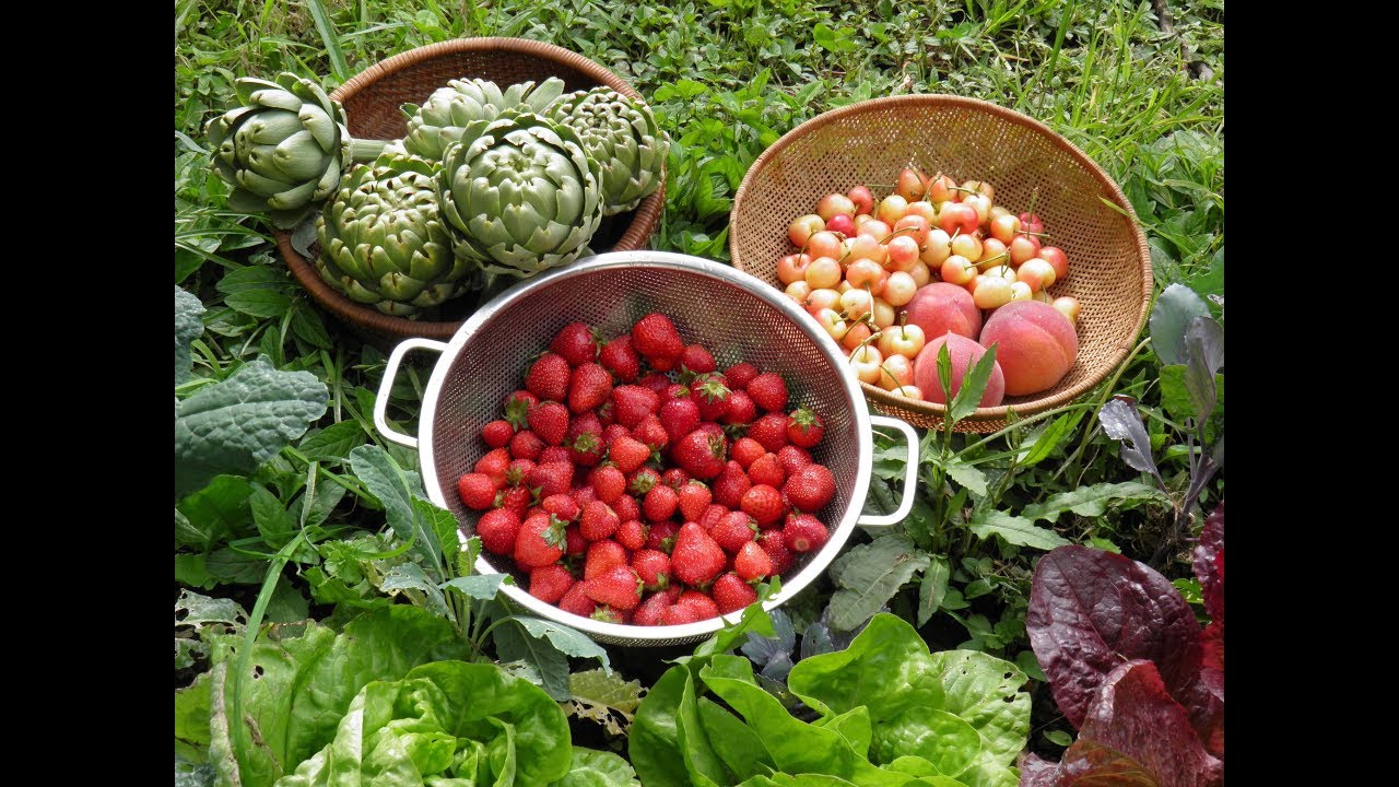 Income & Our Diet From a Forest Garden Created in a 35-year-Certified Organic Fruit Orchard