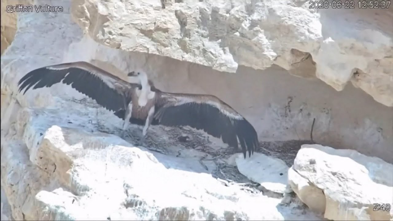 Rare Griffon vulture saved with help from a military drone (Israel) - ITV News - 28th July 2020