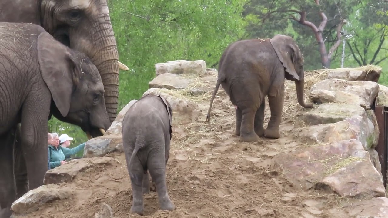 Afrikaanse olifant kalfjes. Drie spelende halfzusjes.