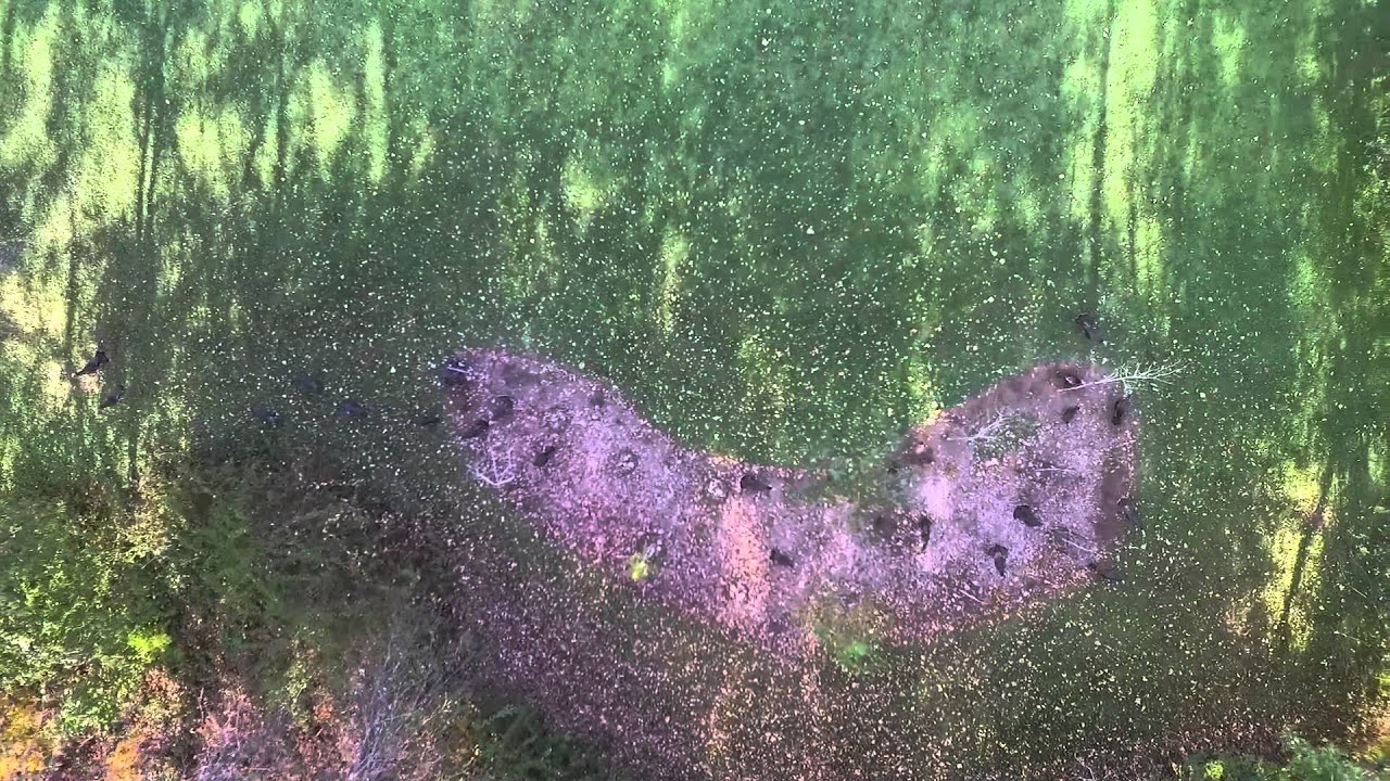 Turkey Season on Spencer Brook, Drone Footage (Full Flight)