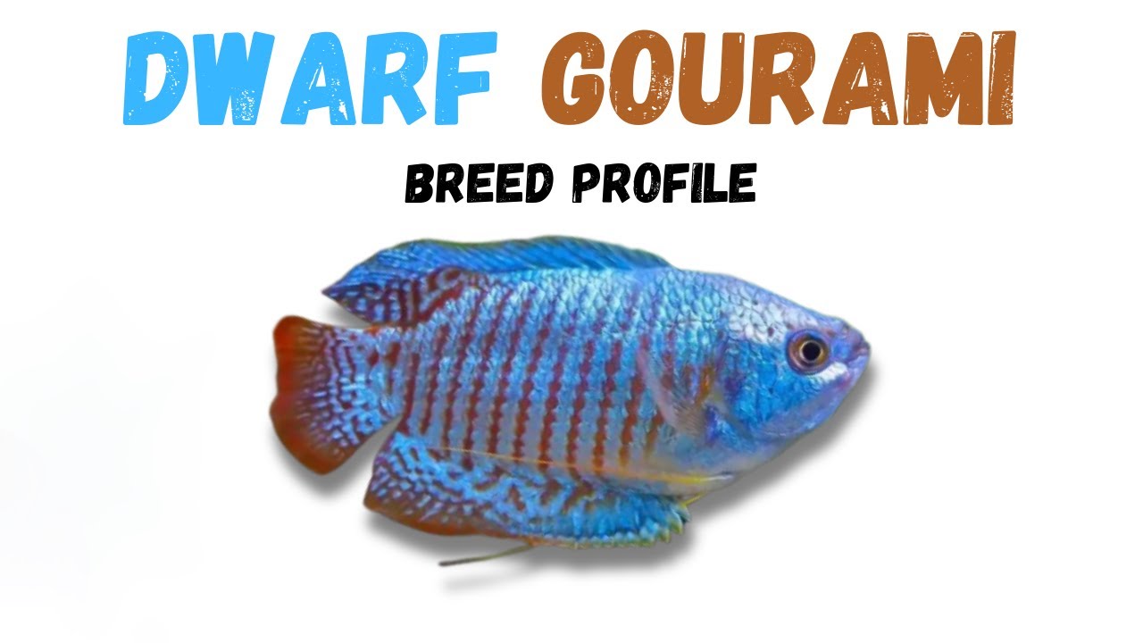 Dwarf Gourami Fish Breed Profile - Growth - Lifespan - Price - Temperament - Feeding
