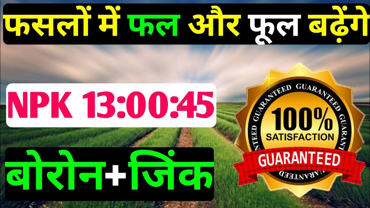 फसलों के फल और फूल बढ़ेंगे ।। Npk 13:00:45 ।। बोरोन और जिंक का स्प्रे ।। New Farmula For Crops