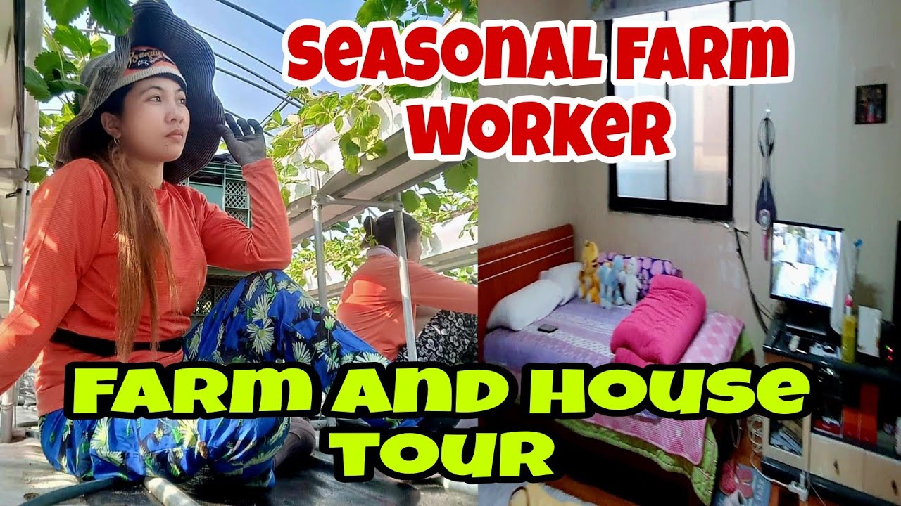 Farm tour | Piggery and Green house | Seasonal farm worker house tour #workabroad #farming