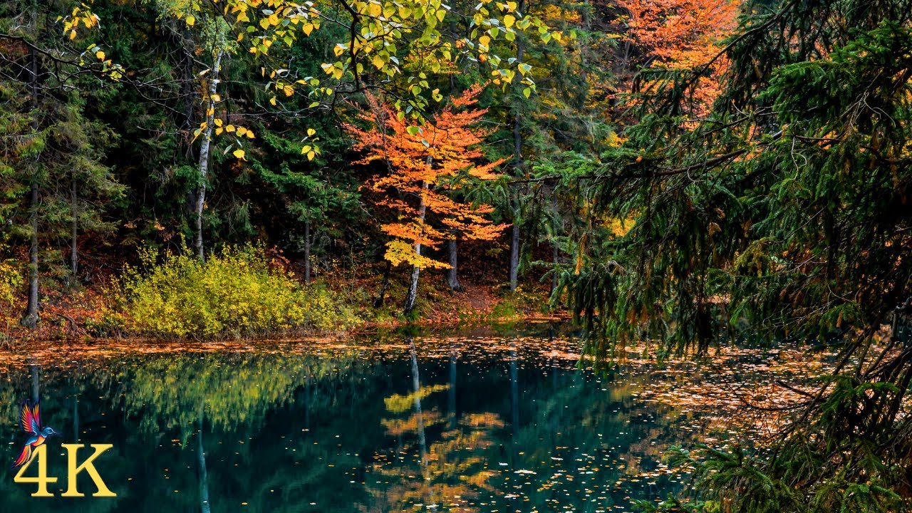 4K HDR Forest Scenes for Relaxation & Sleep | Ultra HD Nature Ambience for OLED TV