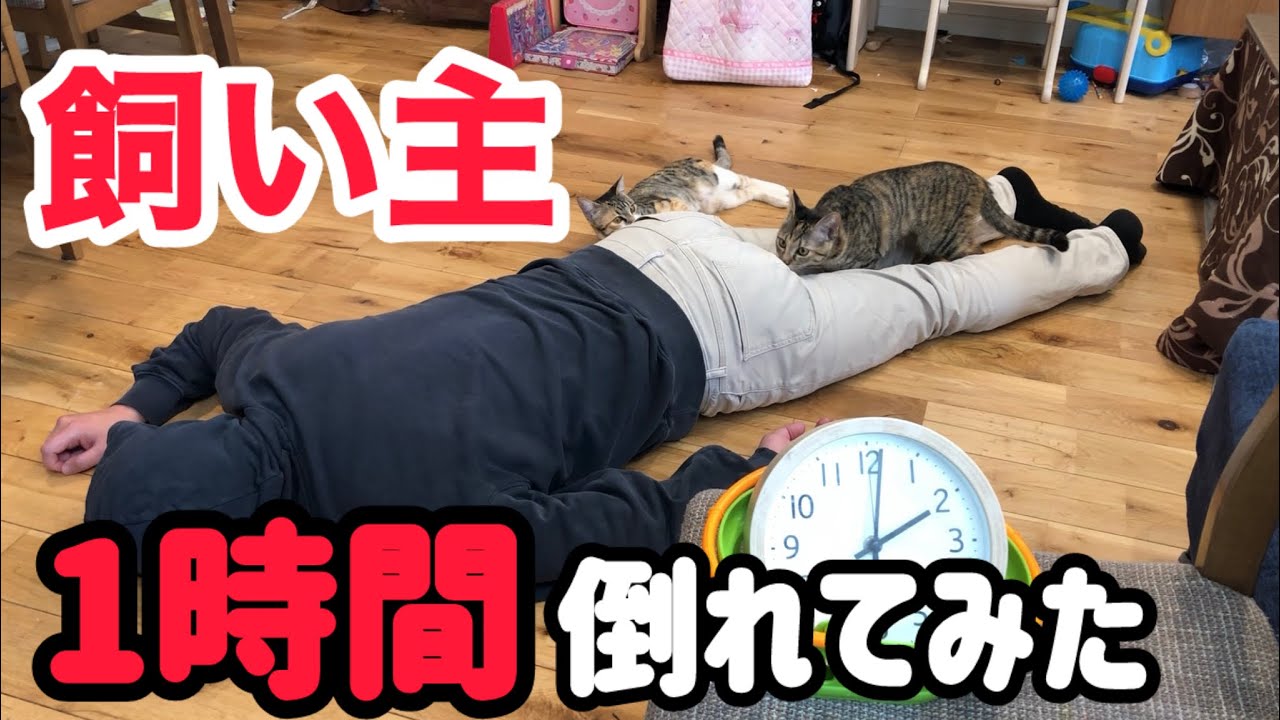【検証】飼い主が1時間倒れたら猫はどんな反応するのか！？