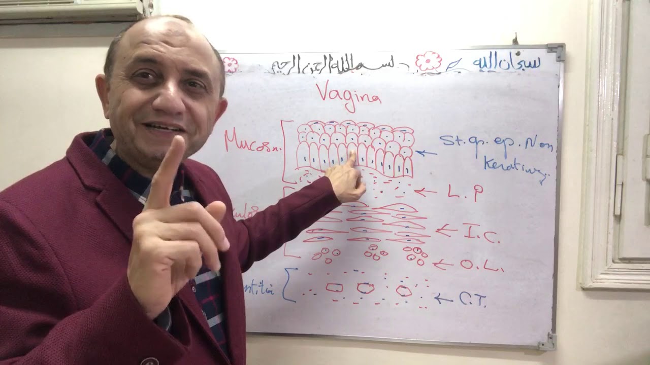 Vagina- mammary gland