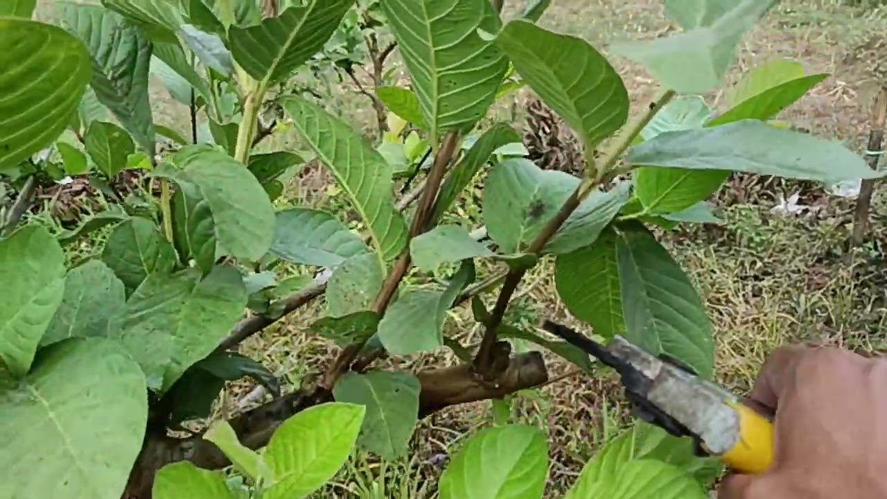 hasil pruning total pada tanaman jambu kristal setelah 2,5 bulan