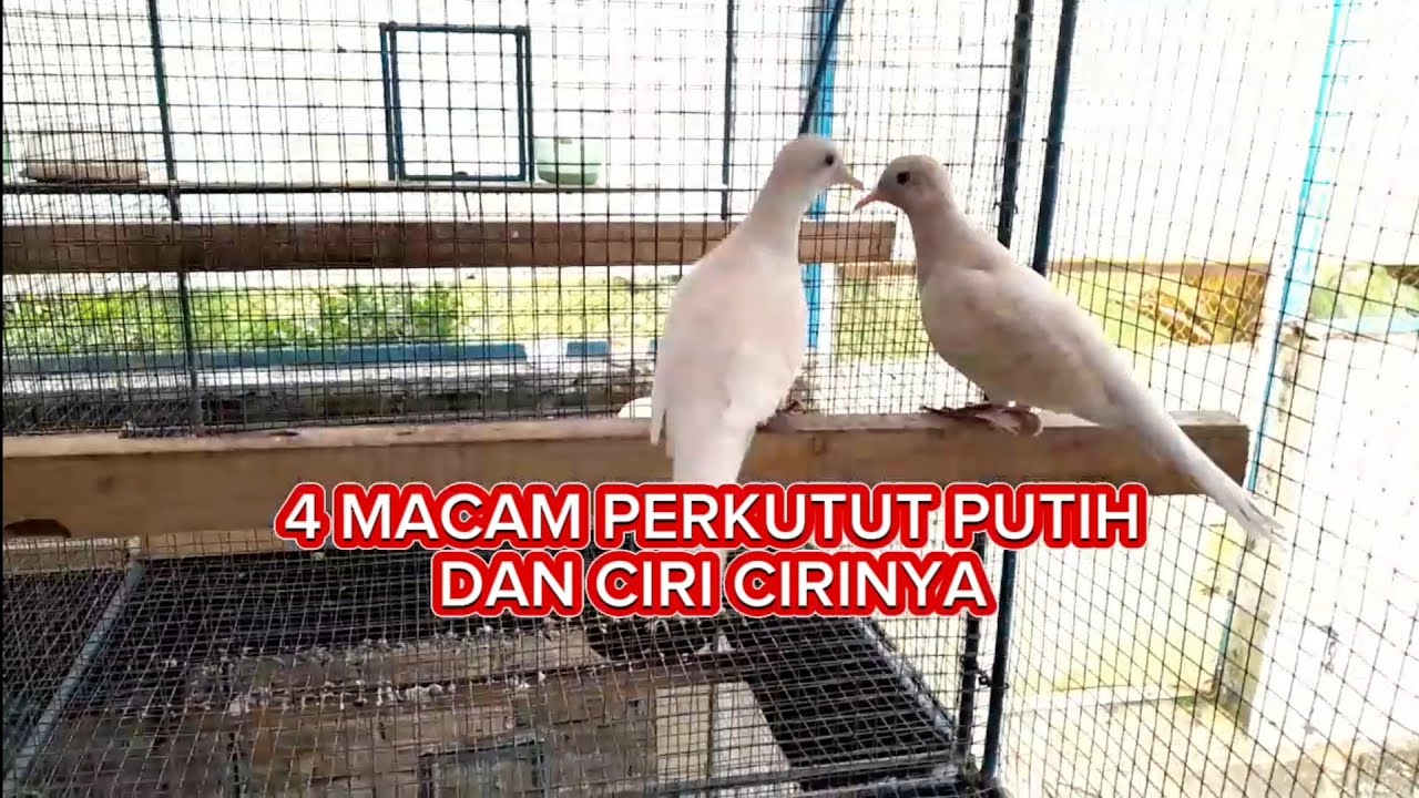 4 Macam Perkutut Putih dan Ciri-ciri nya