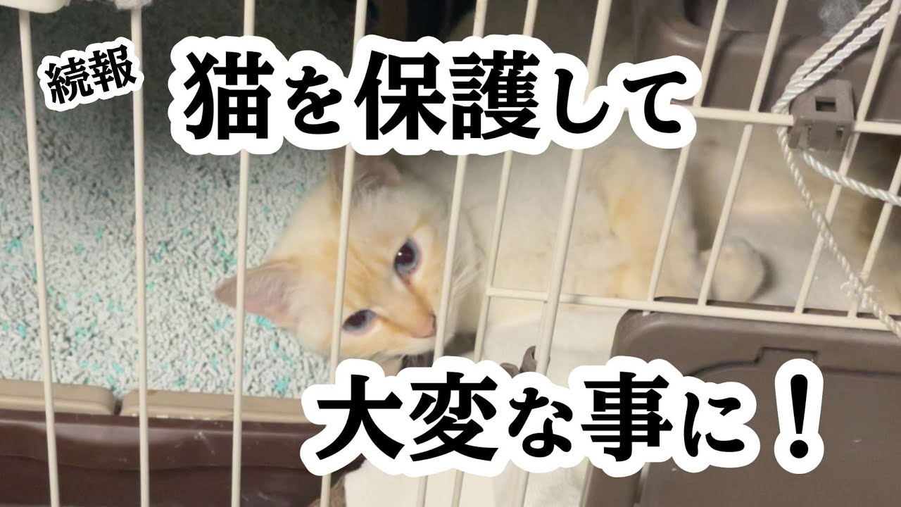 #272【保護猫】勢いで猫を保護してしまった飼い主ですが次から次へと大変な事が訪れて行きますこの先どうなるのでしょうか？