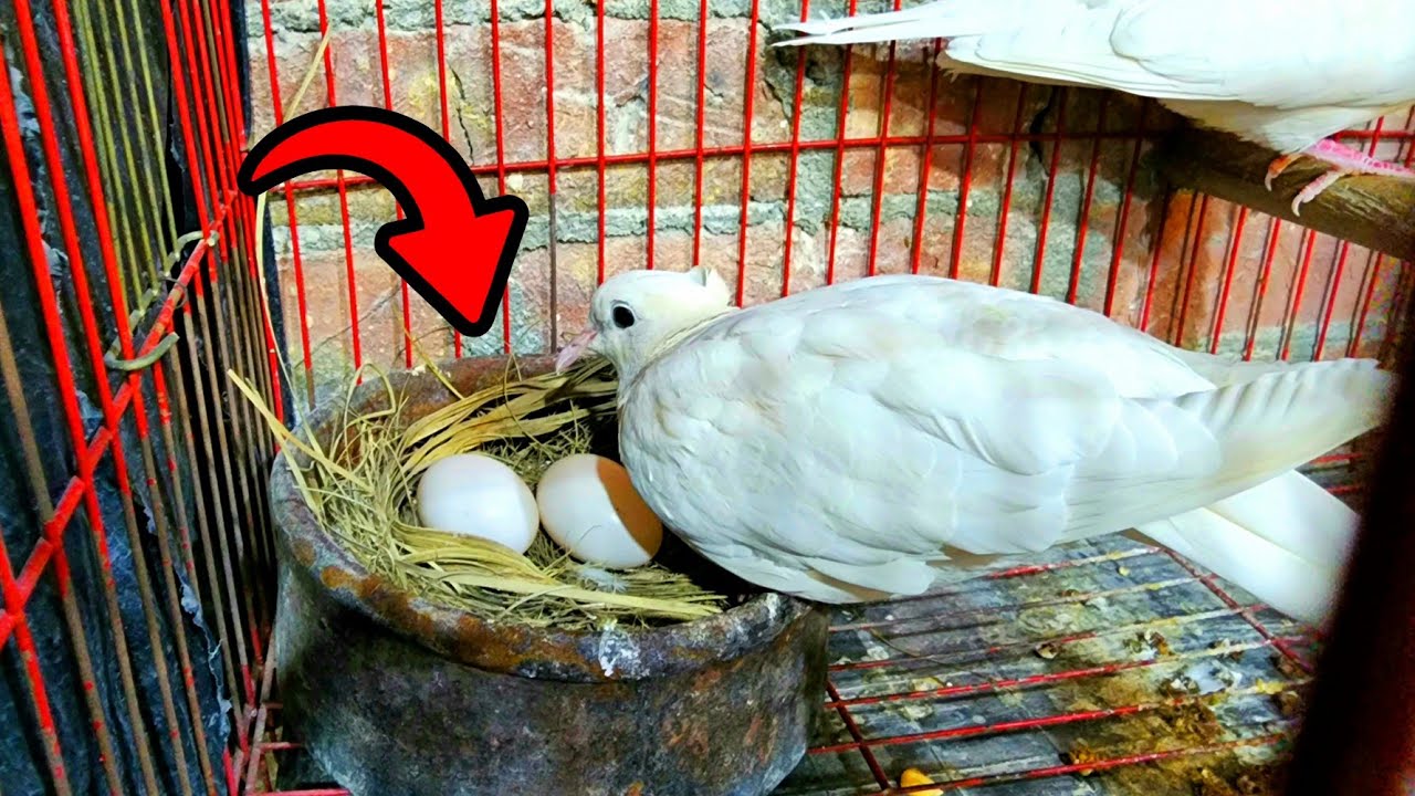 حطيت بيض حمام لليمام شوف عمل ايه😯