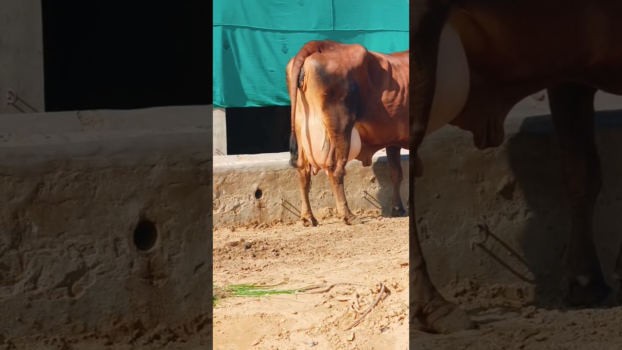 top Jersey cross cow for sale in ganganagar #song #bollywood #cow #ytshorts #trending #reels #pdfa