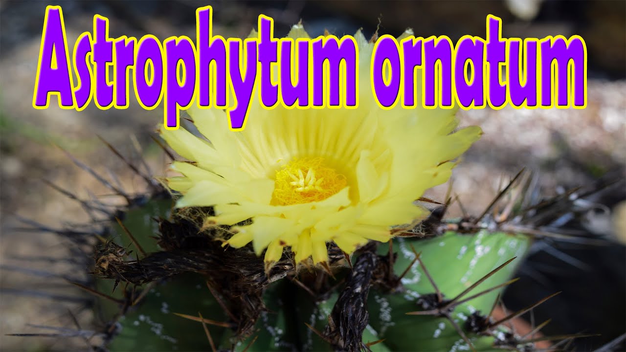 El Astro Más GRANDE- Astrophytum ornatum
