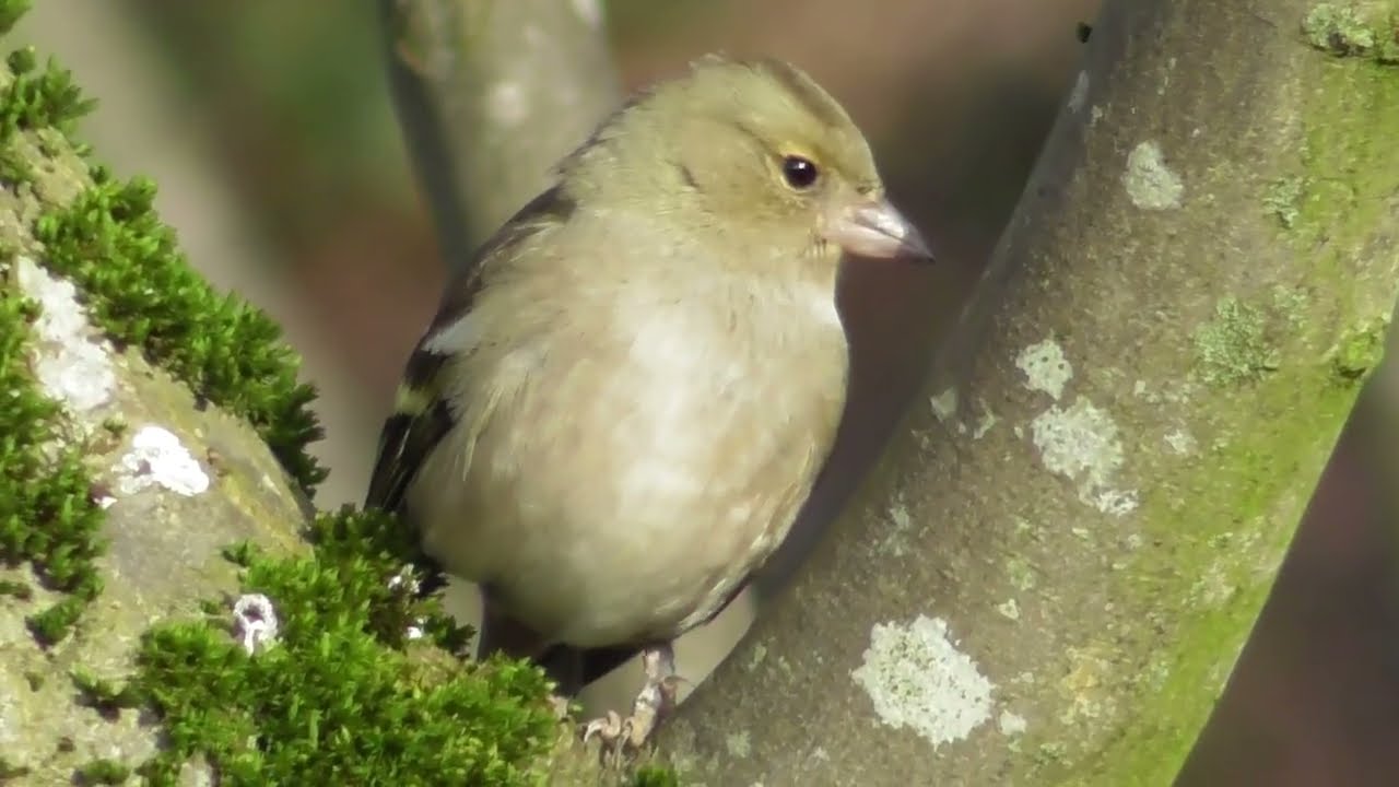 Chaffinch in the forest ; Buchfink im Wald ; Cinteze în pădure