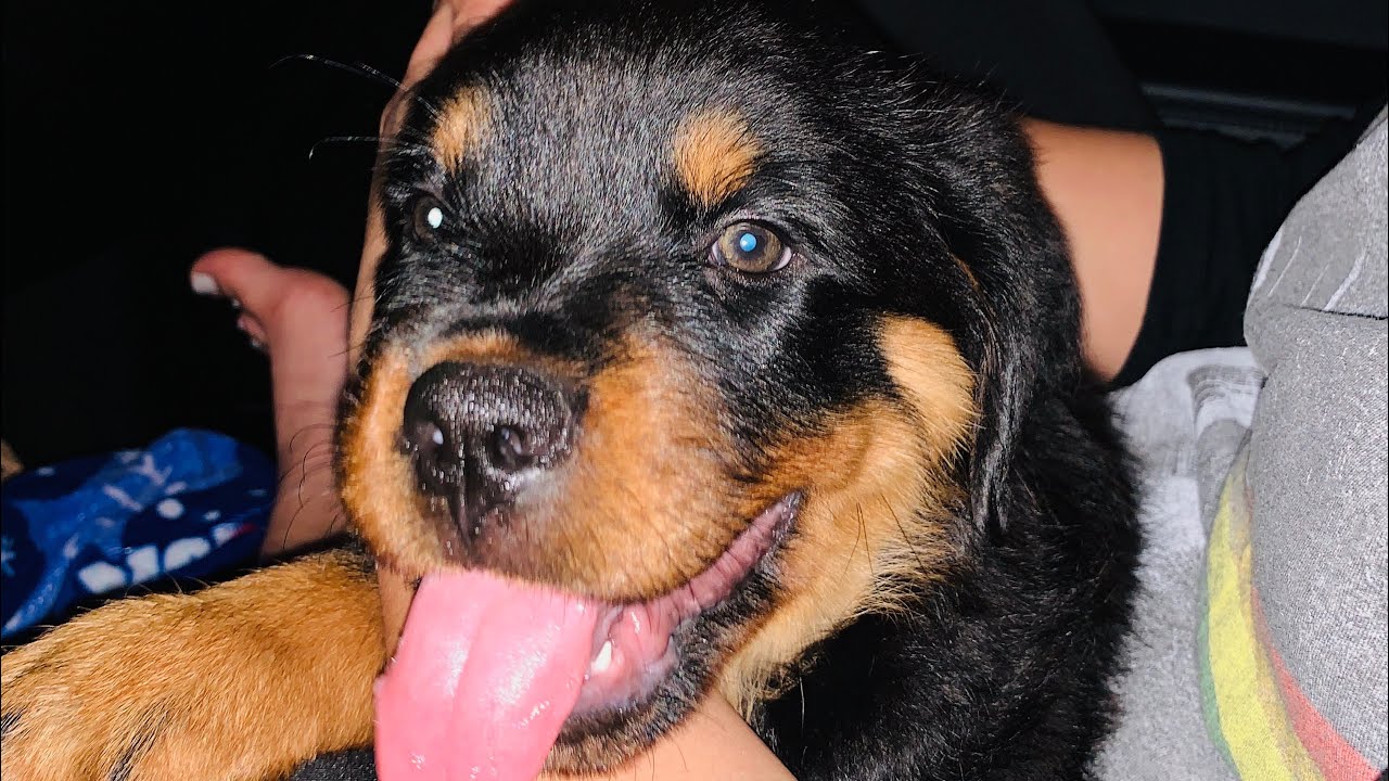 Rottweiler Puppy Training Guard Dog Conditioning Basics