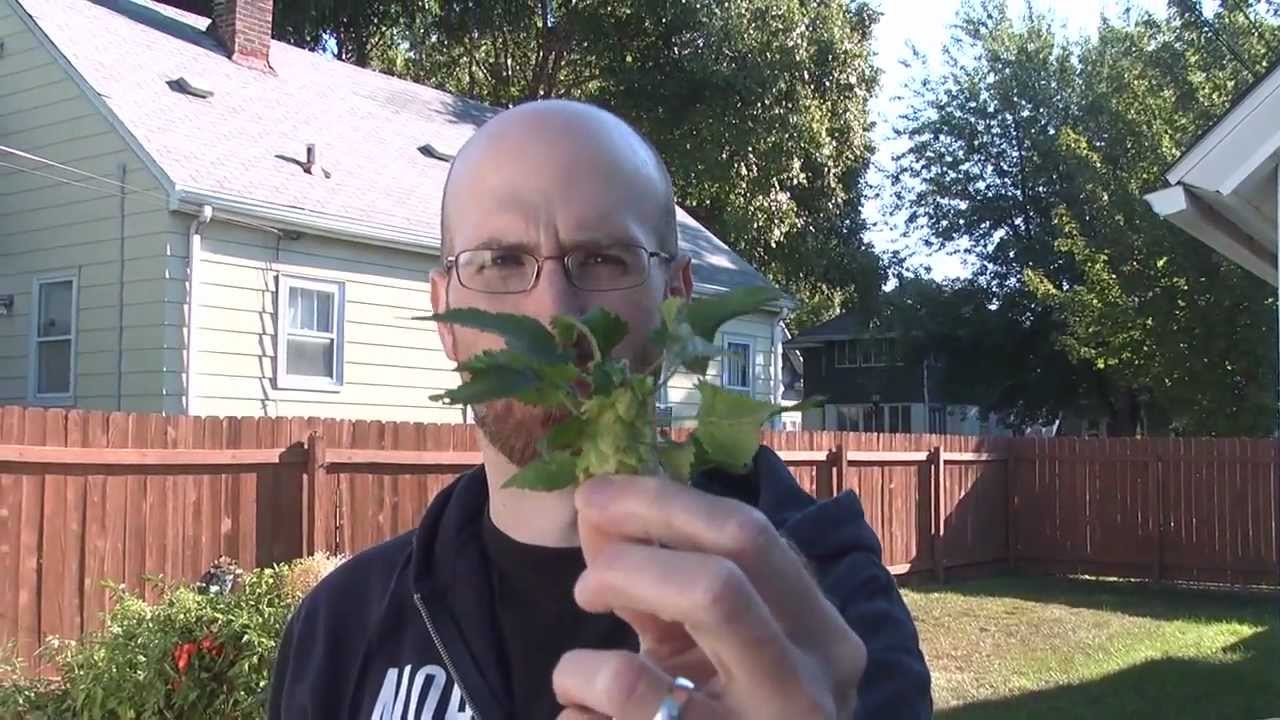 Brewing TV - Episode 45:  Hop Madness 2011