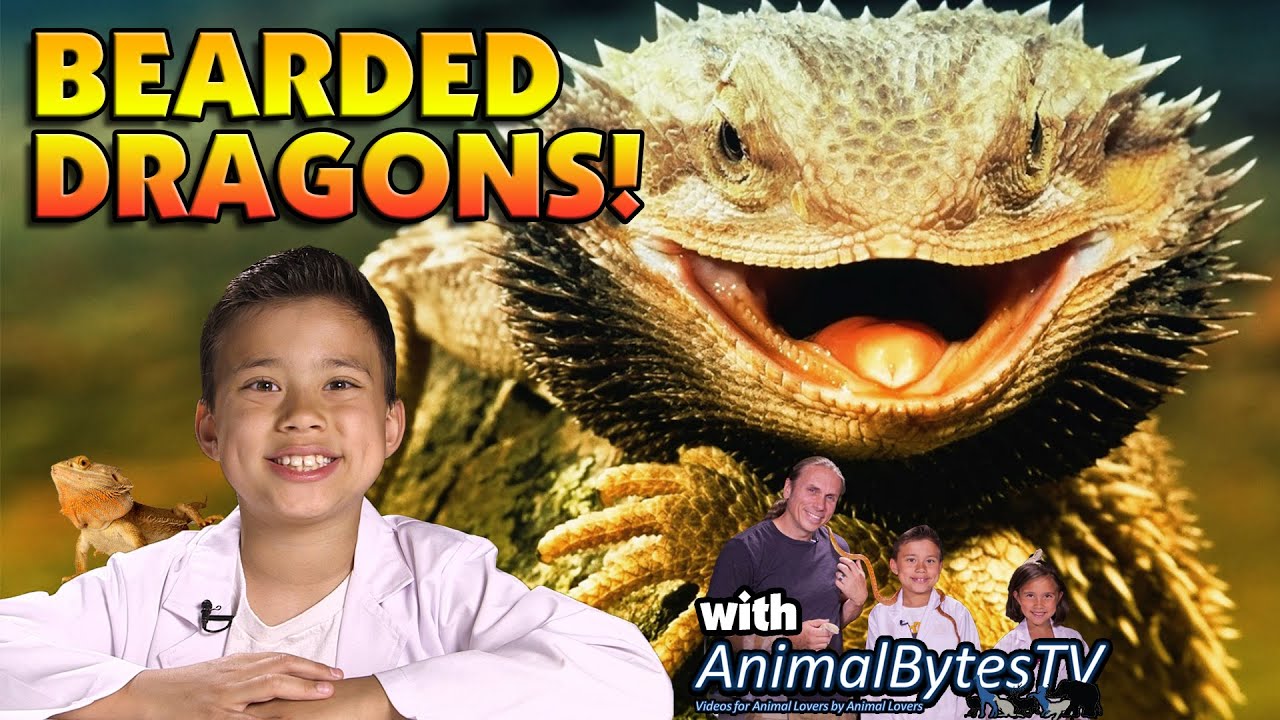 BEARDED DRAGONS! Pet Reptiles with EvanTubeHD & AnimalBytesTV!