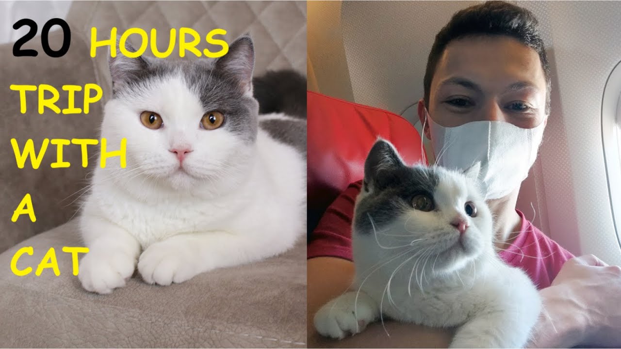How to Fly With your Cat During Pandemic. Over 20 Hours Trip