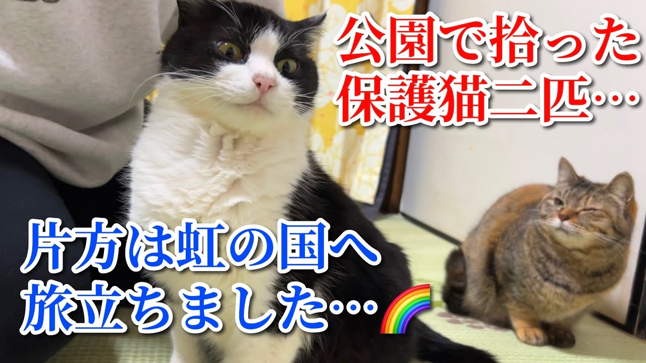 虹の橋を渡ったもん吉との思い出を振り返ると涙が止まらない…