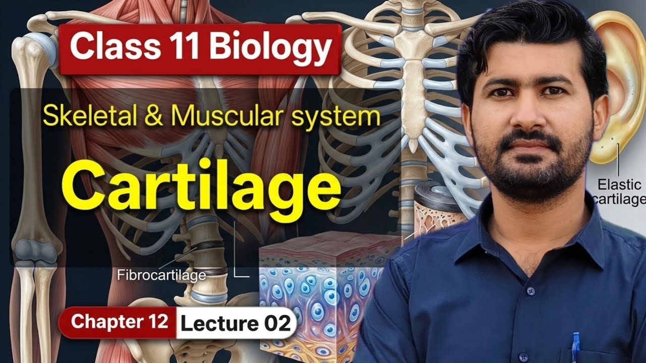 Cartilage and its Types class 11 biology chapter 12 by irtisam's biology 