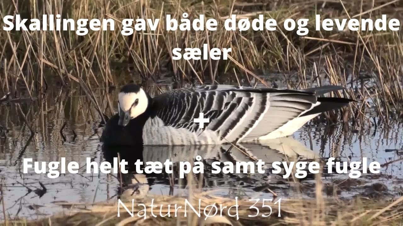 NaturNørd 351. Skallingen del 2. Sæler, Fugle og meget andet helt tæt på!!