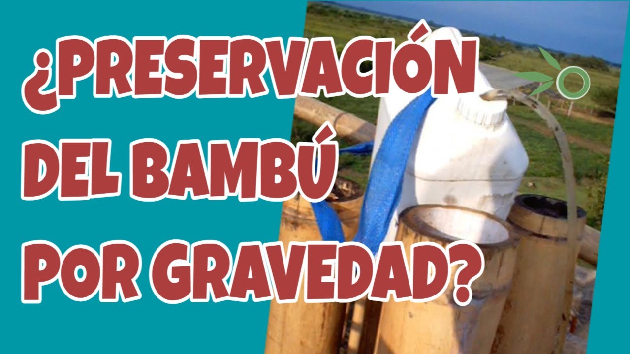 👉[ALTERNATIVA AL SISTEMA DE PRESERVACIÓN POR INMERSIÓN DEL BAMBÚ] 👈¿Cómo hacerlo?🎯