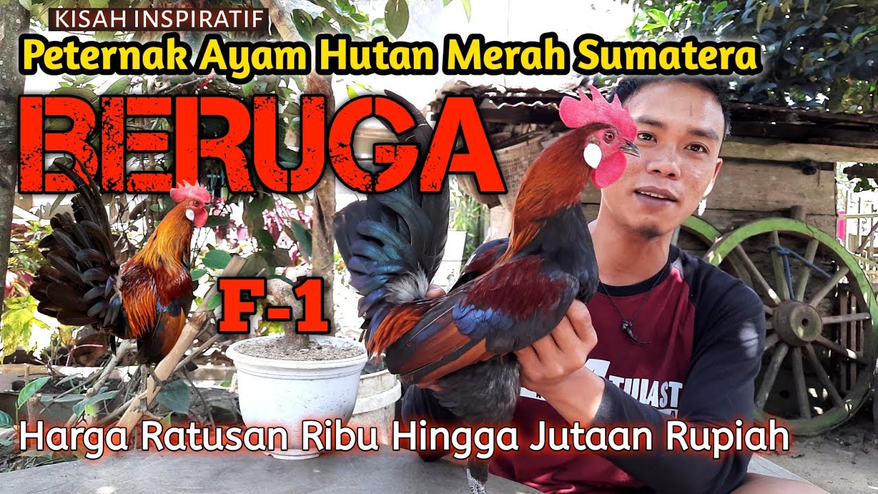 Ternak Ayam Hutan Merah Sumatera || BERUGA