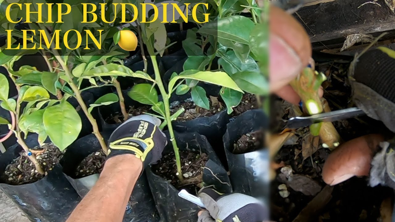 Chip Budding Lemon 🍋